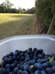 Picking Sloes October 2014