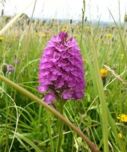 Pyramid Orchid in a Chilterns Meadow on One of My Running Routes