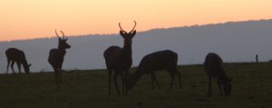 Deer Against the Chilterns Sunset